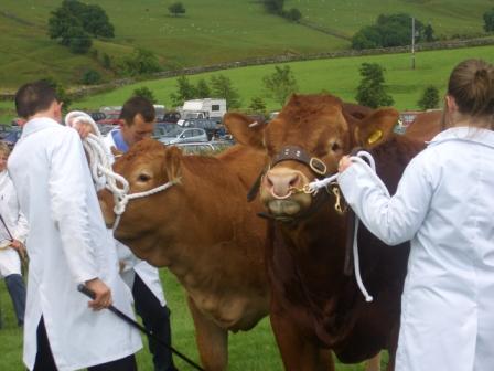 Malham Show, Prize Bull, photo Chris Wildman